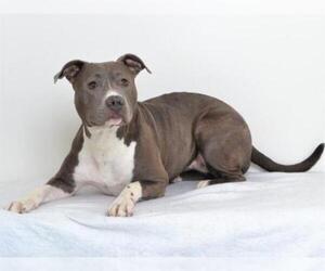 American Pit Bull Terrier-Unknown Mix Dogs for adoption in Oroville, CA, USA