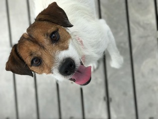 Medium Photo #1 Jack Russell Terrier-Unknown Mix Puppy For Sale in Bradenton, FL, USA