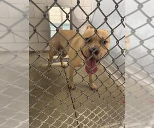 American Staffordshire Terrier-Unknown Mix Dogs for adoption in Pearland, TX, USA