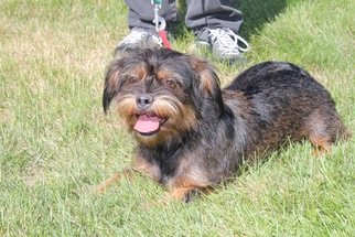 Affenpinscher-Unknown Mix Dogs for adoption in bailey Island, ME, USA