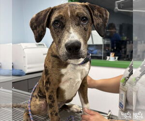 Catahoula Leopard Dog-Retriever  Mix Dogs for adoption in Washington, DC, USA