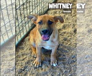 Catahoula Leopard Dog-Unknown Mix Dogs for adoption in Golden Valley, AZ, USA