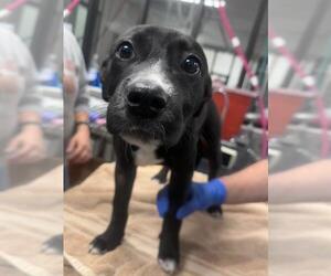 Labrador Retriever-Unknown Mix Dogs for adoption in Santa Maria, CA, USA