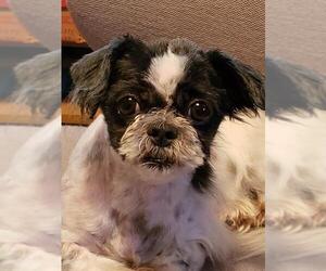 Shih Tzu Dogs for adoption in Altus, OK, USA