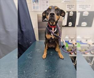 Black and Tan Coonhound Dogs for adoption in Mobile, AL, USA