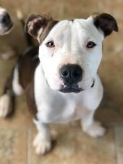 American Staffordshire Terrier Dogs for adoption in Ashland, WI, USA