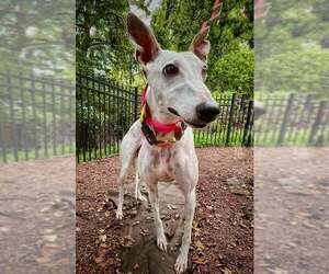 Whippet Dogs for adoption in Cherry Hill, NJ, USA