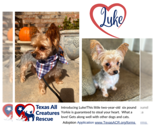 Mutt Dogs for adoption in Lillian, TX, USA