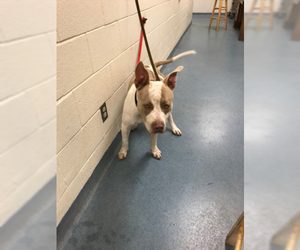 Bullypit Dogs for adoption in West Palm Beach, FL, USA