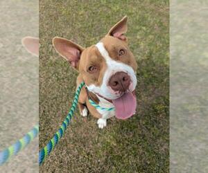 American Pit Bull Terrier Dogs for adoption in Augusta, GA, USA