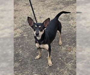 Mutt Dogs for adoption in San Antonio, TX, USA