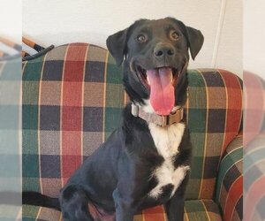 Mutt Dogs for adoption in Eureka Springs, AR, USA