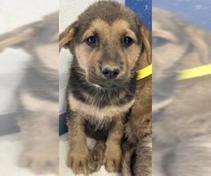German Shepherd Dog-Unknown Mix Dogs for adoption in Visalia, CA, USA