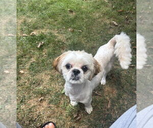 Shih Tzu Dogs for adoption in Springdale, PA, USA