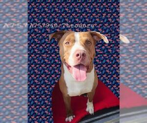 American Staffordshire Terrier-Unknown Mix Dogs for adoption in San Antonio, TX, USA