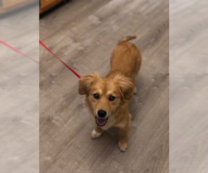 Pembroke Welsh Corgi-Retriever  Mix Dogs for adoption in Dahlgren, VA, USA