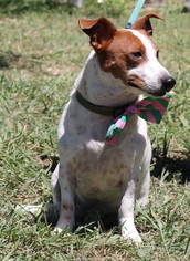 Jack-A-Bee Dogs for adoption in Bandera, TX, USA