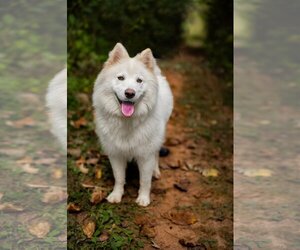 Samoyed Dogs for adoption in Sparta, TN, USA