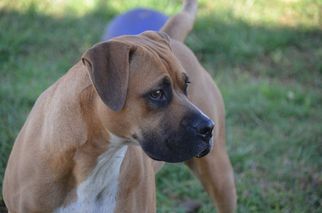 Boxer Dogs for adoption in Athens, AL, USA