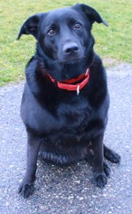 Small Labrador Retriever Mix