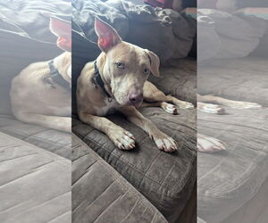 American Pit Bull Terrier-Labrador Retriever Mix Dogs for adoption in Rockaway, NJ, USA