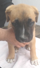 Medium Photo #1 Mastiff-Unknown Mix Puppy For Sale in Los Angeles, CA, USA
