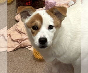 Saint Bernard-Unknown Mix Dogs for adoption in Elmsford, NY, USA