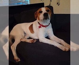 American Staffordshire Terrier-Beagle Mix Dogs for adoption in Portland, OR, USA