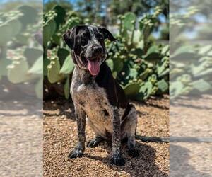 Lab-Pointer Dogs for adoption in PIPE CREEK, TX, USA