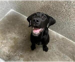 German Shorthaired Pointer-Unknown Mix Dogs for adoption in Santa Rosa, CA, USA