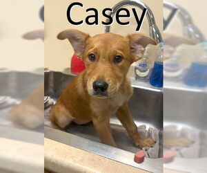 Red Heeler-Unknown Mix Dogs for adoption in Mountain View, AR, USA