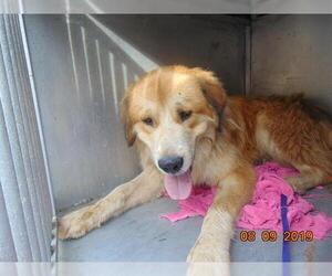 Golden Pyrenees Dogs for adoption in Murfreesboro, TN, USA