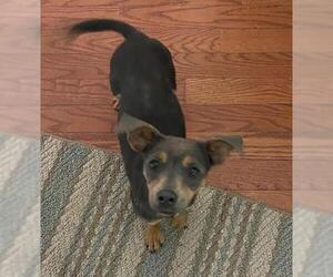 Chiweenie Dogs for adoption in Mobile, AL, USA