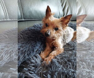 Mutt Dogs for adoption in Allentown,, PA, USA