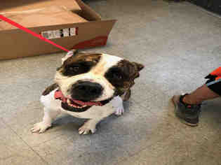 American Bulldog Dogs for adoption in Hanford, CA, USA