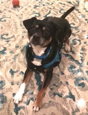 Minnie Jack Dogs for adoption in Whitestone, NY, USA