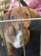 Medium Photo #1 Dachshund Puppy For Sale in Millersville, NJ, USA