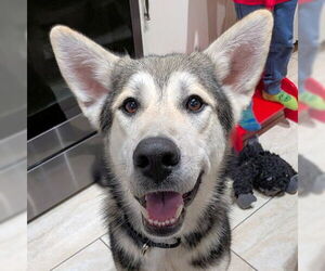 Siberian Husky-Unknown Mix Dogs for adoption in Omaha, NE, USA