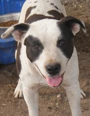 Medium Photo #1 American Bulldog-Unknown Mix Puppy For Sale in Pembroke, GA, USA