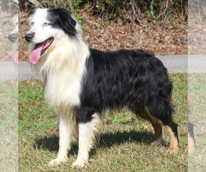 Australian Shepherd Dogs for adoption in Prattville, AL, USA