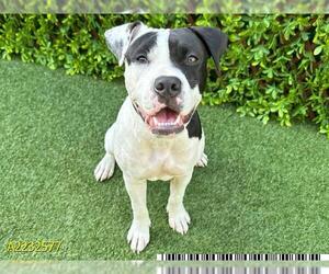 American Pit Bull Terrier Dogs for adoption in West Palm Beach, FL, USA