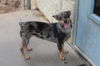 Dachshund Dogs for adoption in Albany, GA, USA