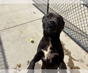 Labrador Retriever-Unknown Mix Dogs for adoption in Tulsa, OK, USA