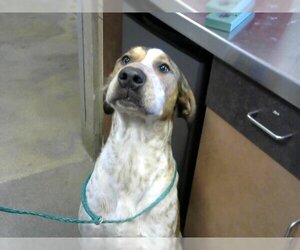 English Coonhound Dogs for adoption in Sacramento, CA, USA