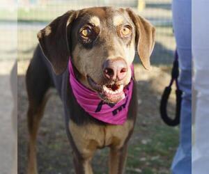 Doberman Pinscher-Unknown Mix Dogs for adoption in San Antonio, TX, USA