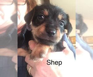 Chiweenie Dogs for adoption in toms river, NJ, USA