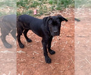 Great Dane-Unknown Mix Dogs for adoption in Bullard, TX, USA