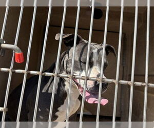 Staffordshire Bull Terrier Dogs for adoption in Oklahoma City, OK, USA