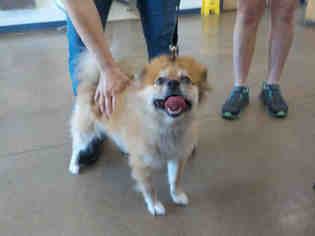 Pomeranian Dogs for adoption in Temple, TX, USA