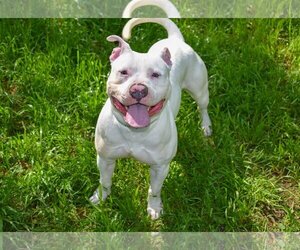 American Pit Bull Terrier Dogs for adoption in Richmond, VA, USA